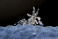   Juvenile Harlequin Shrimp Linckia starfish beneath rock Dauin Philippines  